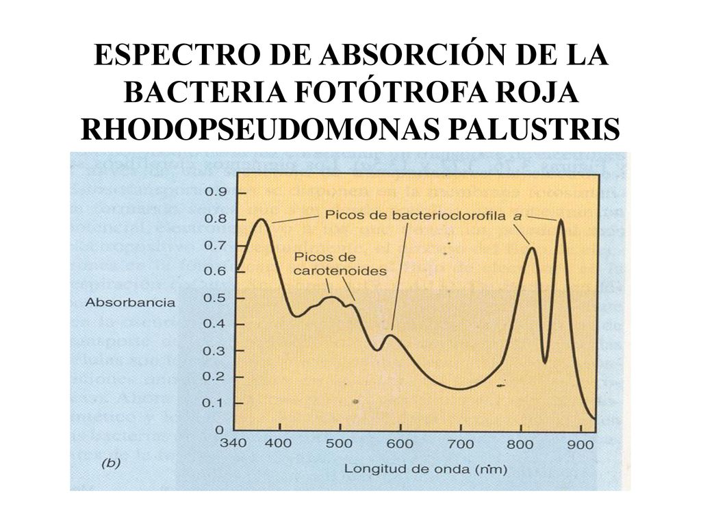 ESPECTRO DE ABSORCIÓN DE LA BACTERIA FOTÓTROFA ROJA RHODOPSEUDOMONAS PALUSTRIS
