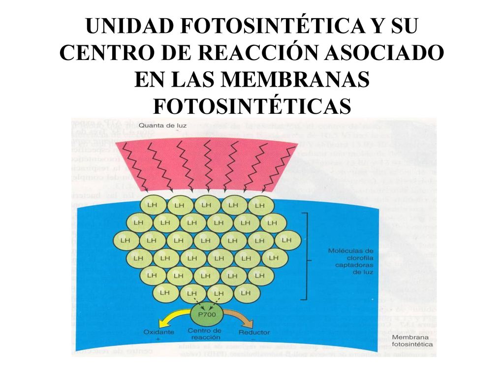 UNIDAD FOTOSINTÉTICA Y SU CENTRO DE REACCIÓN ASOCIADO EN LAS MEMBRANAS FOTOSINTÉTICAS