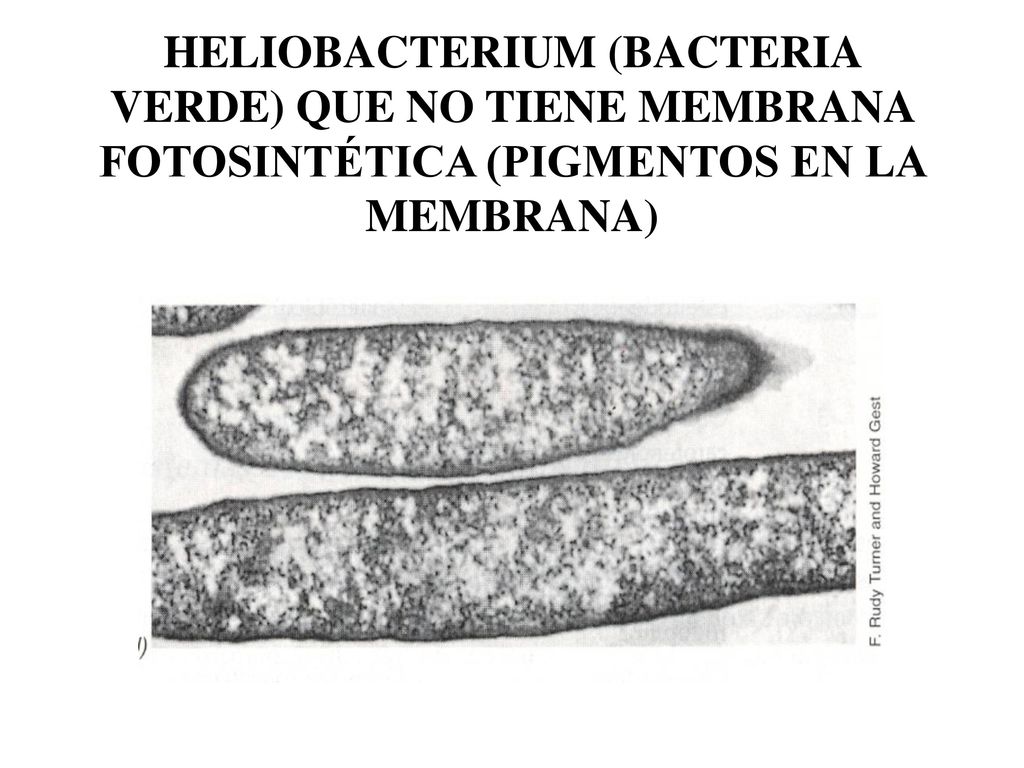HELIOBACTERIUM (BACTERIA VERDE) QUE NO TIENE MEMBRANA FOTOSINTÉTICA (PIGMENTOS EN LA MEMBRANA)
