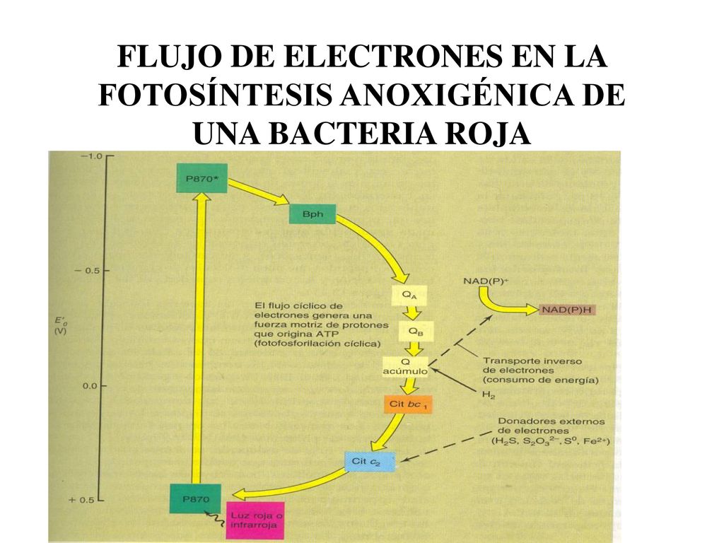 FLUJO DE ELECTRONES EN LA FOTOSÍNTESIS ANOXIGÉNICA DE UNA BACTERIA ROJA