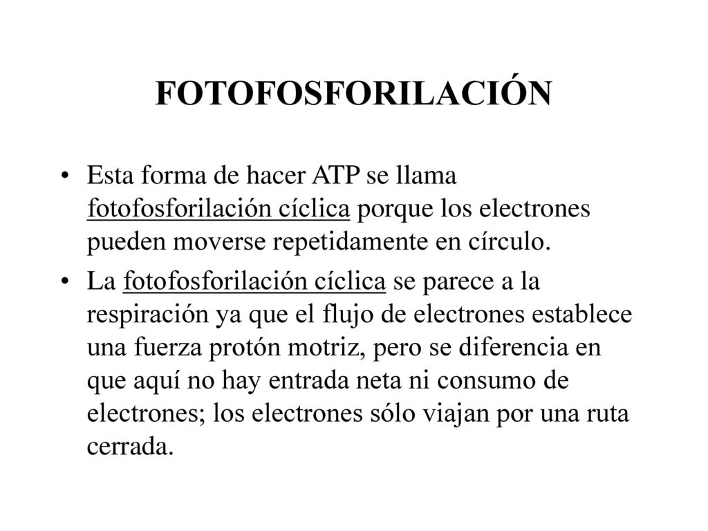 FOTOFOSFORILACIÓN Esta forma de hacer ATP se llama fotofosforilación cíclica porque los electrones pueden moverse repetidamente en círculo.