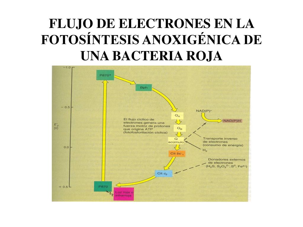 FLUJO DE ELECTRONES EN LA FOTOSÍNTESIS ANOXIGÉNICA DE UNA BACTERIA ROJA