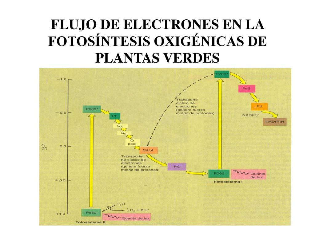 FLUJO DE ELECTRONES EN LA FOTOSÍNTESIS OXIGÉNICAS DE PLANTAS VERDES