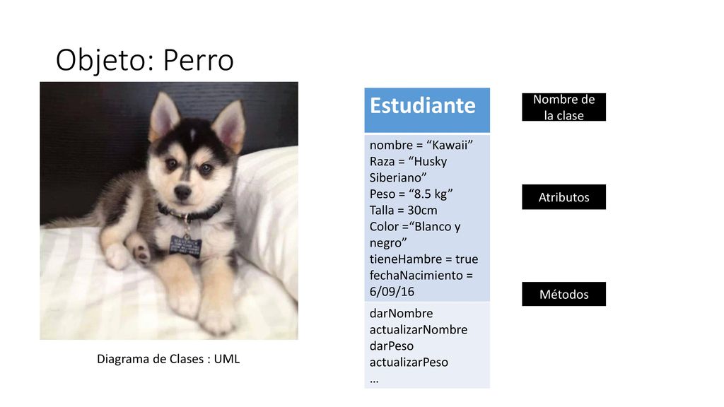 Objeto: Perro Estudiante nombre = Kawaii Raza = Husky Siberiano