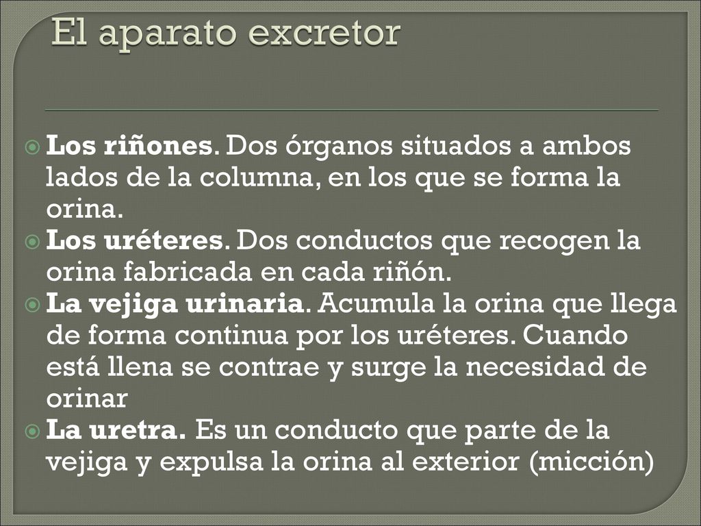 El aparato excretor Los riñones. Dos órganos situados a ambos lados de la columna, en los que se forma la orina.