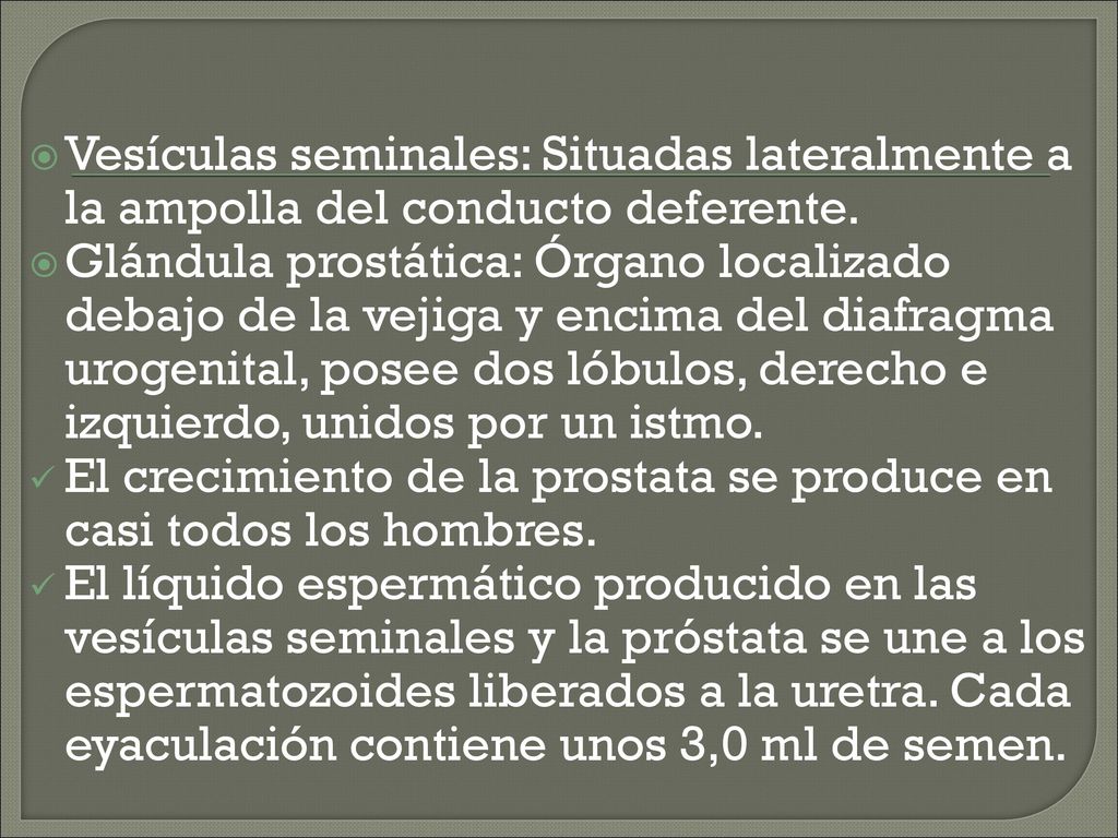 Vesículas seminales: Situadas lateralmente a la ampolla del conducto deferente.