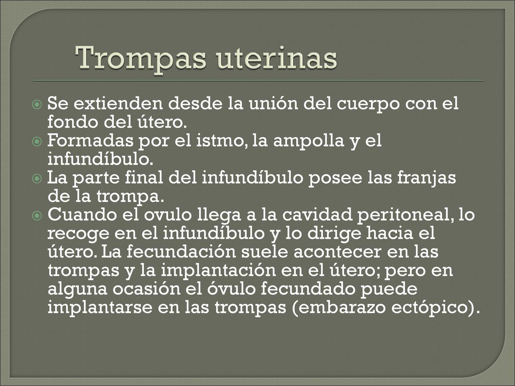 Trompas uterinas Se extienden desde la unión del cuerpo con el fondo del útero. Formadas por el istmo, la ampolla y el infundíbulo.