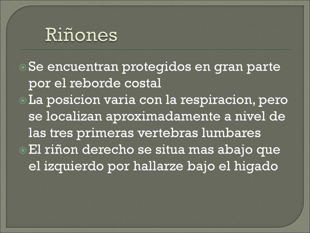 Riñones Se encuentran protegidos en gran parte por el reborde costal