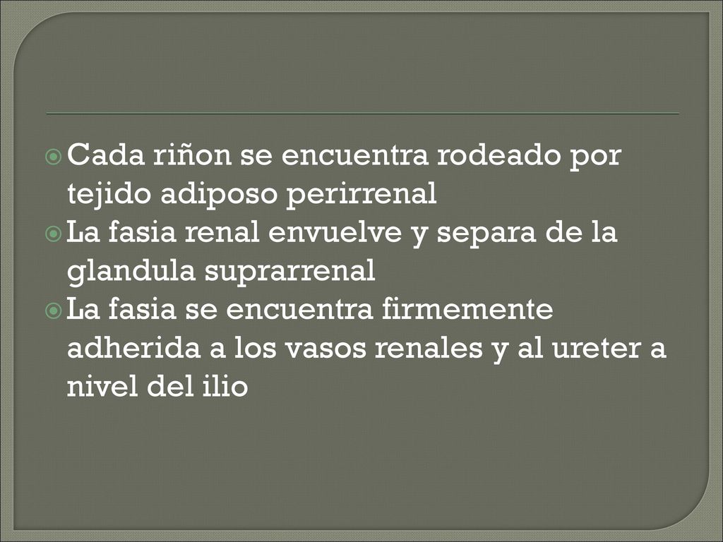 Cada riñon se encuentra rodeado por tejido adiposo perirrenal