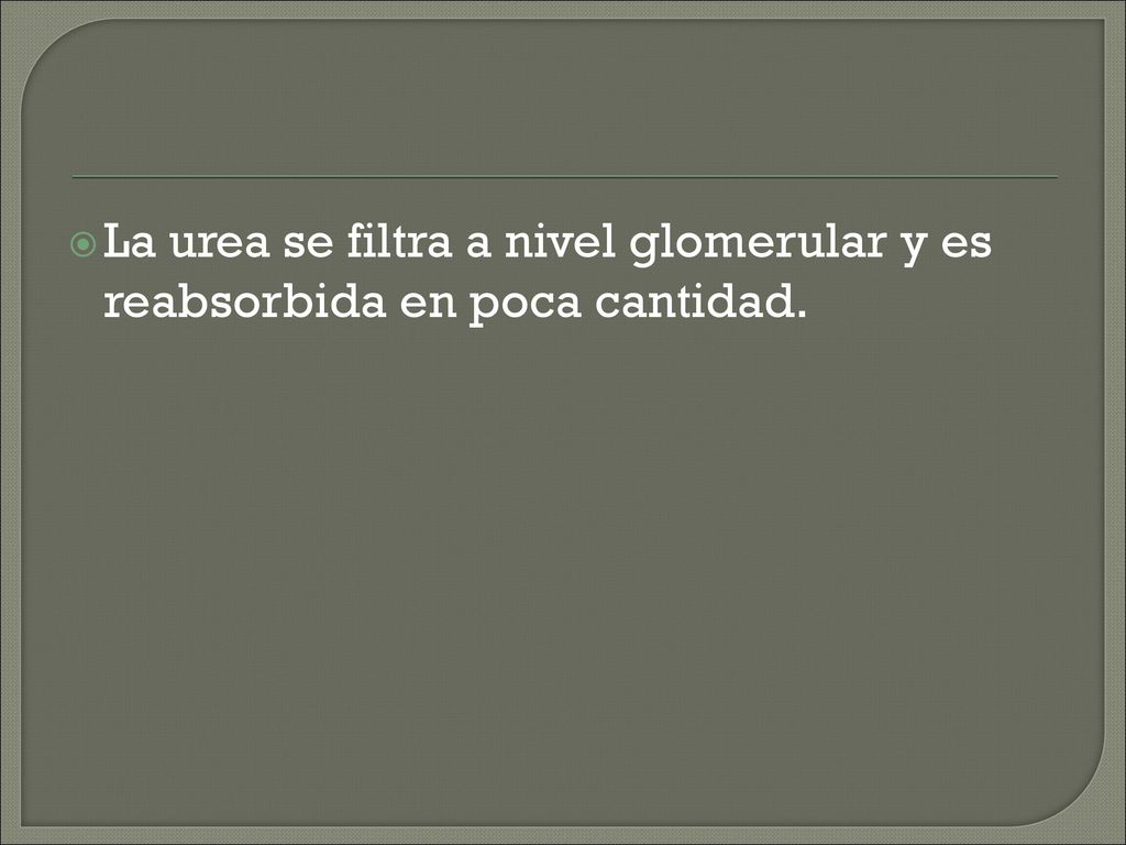 La urea se filtra a nivel glomerular y es reabsorbida en poca cantidad.