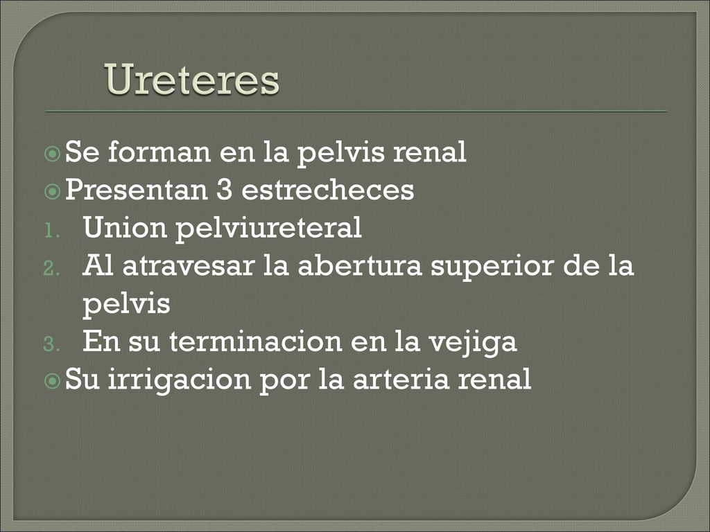 Ureteres Se forman en la pelvis renal Presentan 3 estrecheces