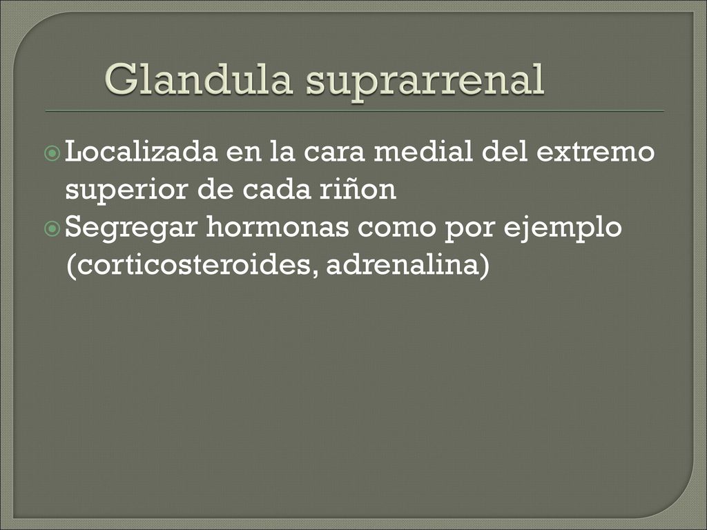 Glandula suprarrenal Localizada en la cara medial del extremo superior de cada riñon.