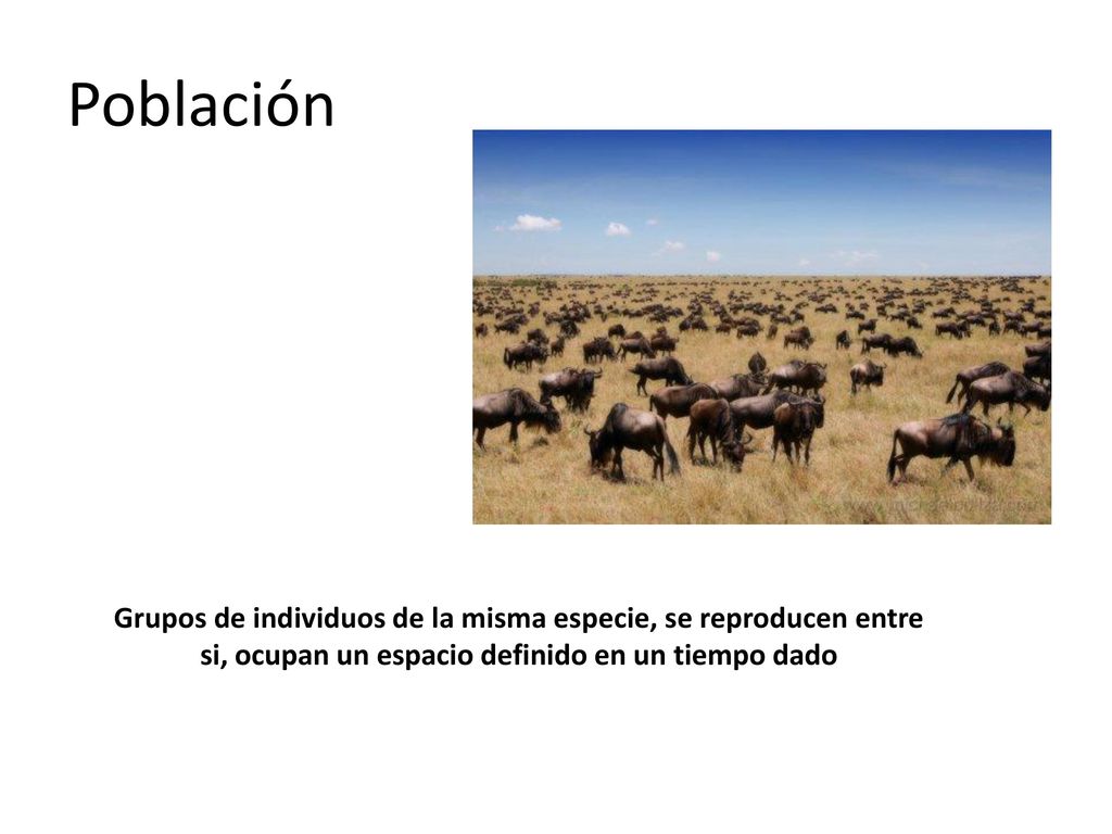 Población Grupos de individuos de la misma especie, se reproducen entre si, ocupan un espacio definido en un tiempo dado.