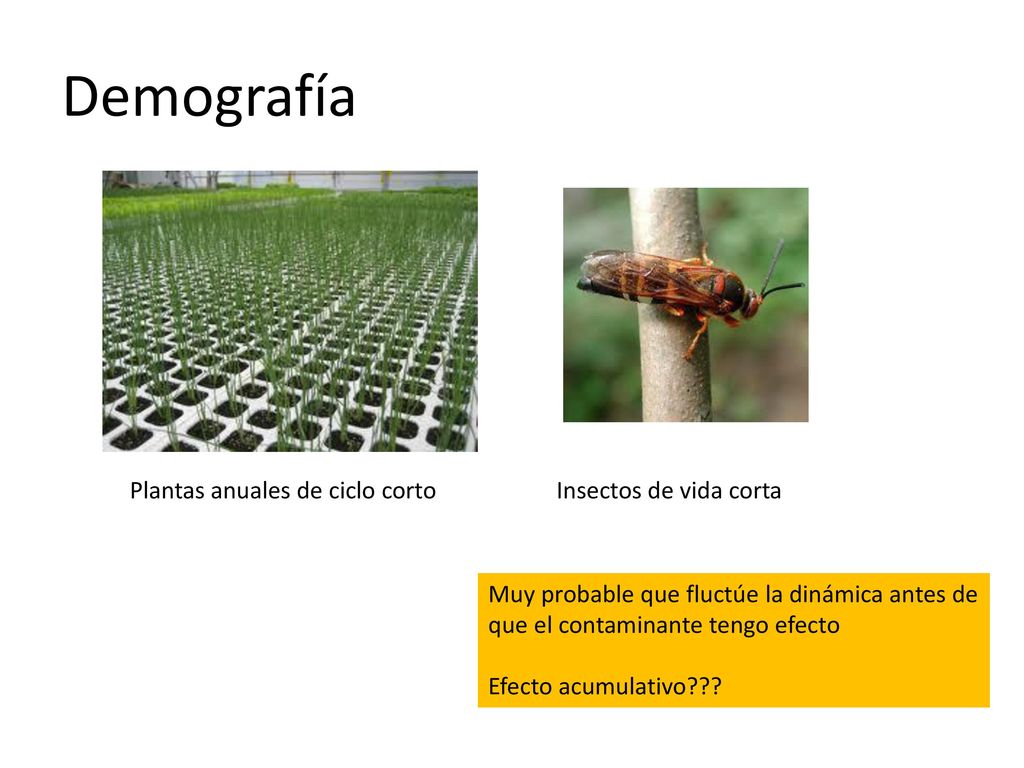 Demografía Plantas anuales de ciclo corto Insectos de vida corta