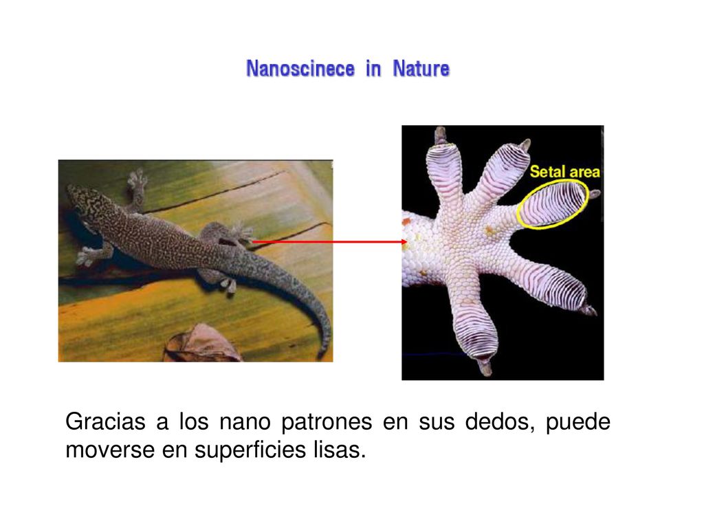 Gracias a los nano patrones en sus dedos, puede moverse en superficies lisas.