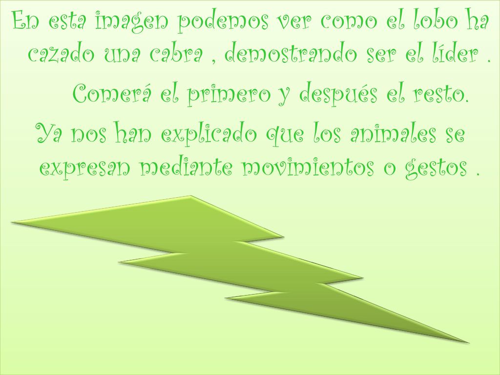 En esta imagen podemos ver como el lobo ha cazado una cabra , demostrando ser el líder .