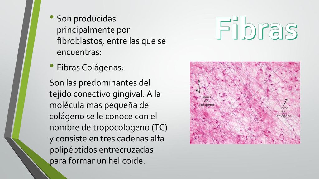 Fibras Son producidas principalmente por fibroblastos, entre las que se encuentras: Fibras Colágenas:
