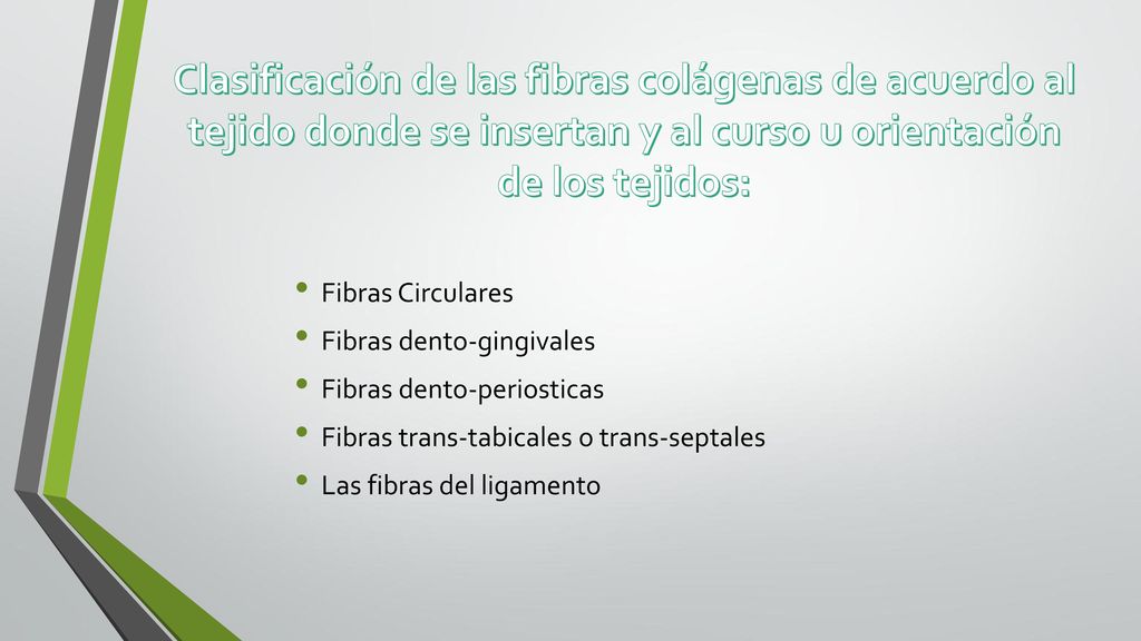 Clasificación de las fibras colágenas de acuerdo al tejido donde se insertan y al curso u orientación de los tejidos: