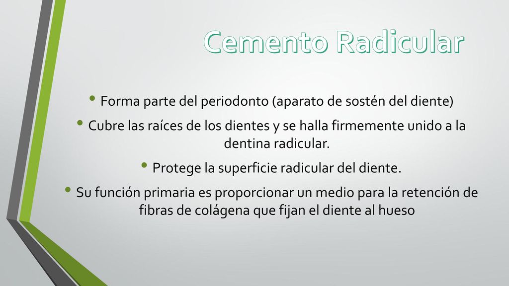 Cemento Radicular Forma parte del periodonto (aparato de sostén del diente)