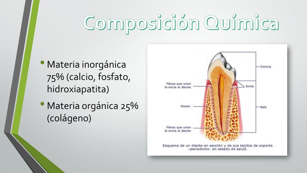 Composición Química Materia inorgánica 75% (calcio, fosfato, hidroxiapatita) Materia orgánica 25% (colágeno)