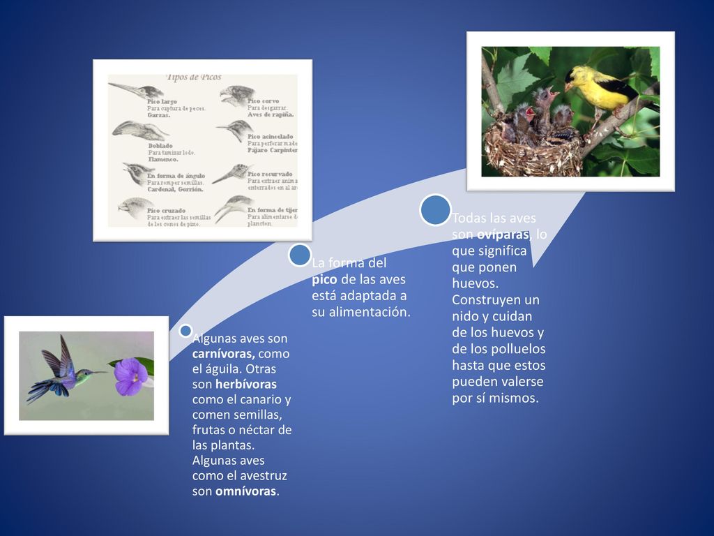 La forma del pico de las aves está adaptada a su alimentación.