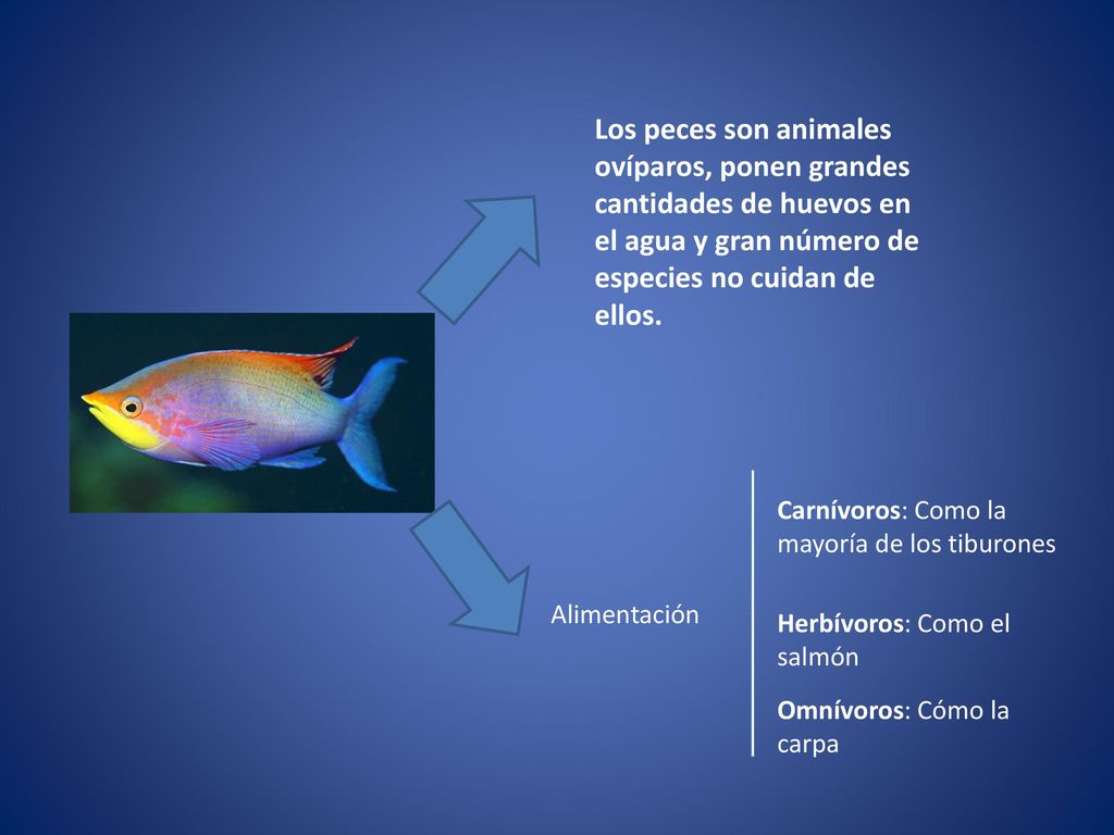 Los peces son animales ovíparos, ponen grandes cantidades de huevos en el agua y gran número de especies no cuidan de ellos.