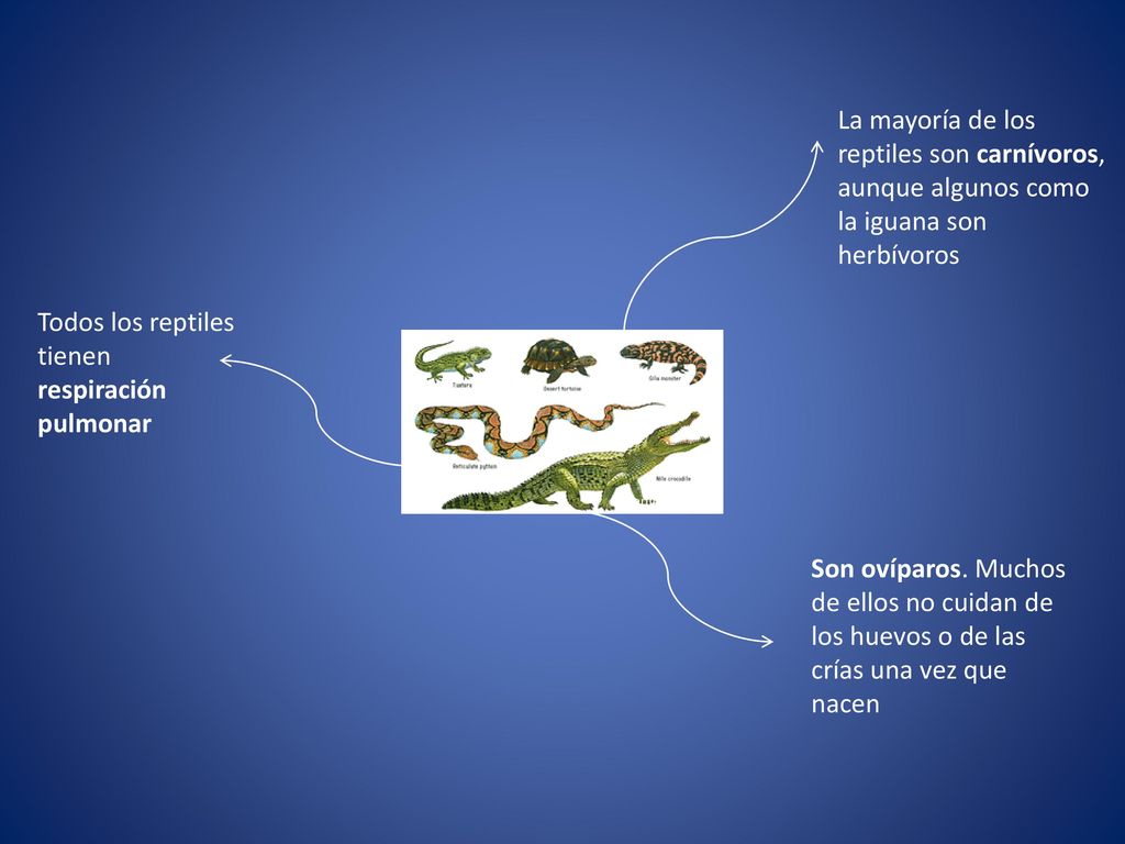 La mayoría de los reptiles son carnívoros, aunque algunos como la iguana son herbívoros
