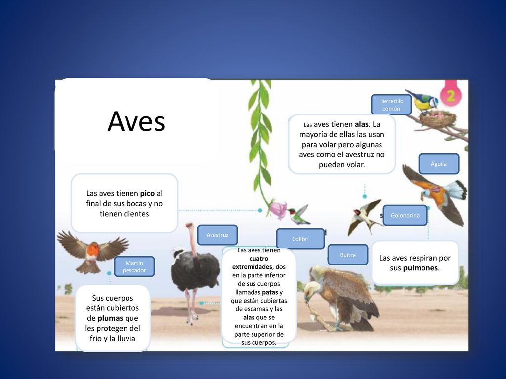 Aves Las aves tienen pico al final de sus bocas y no tienen dientes