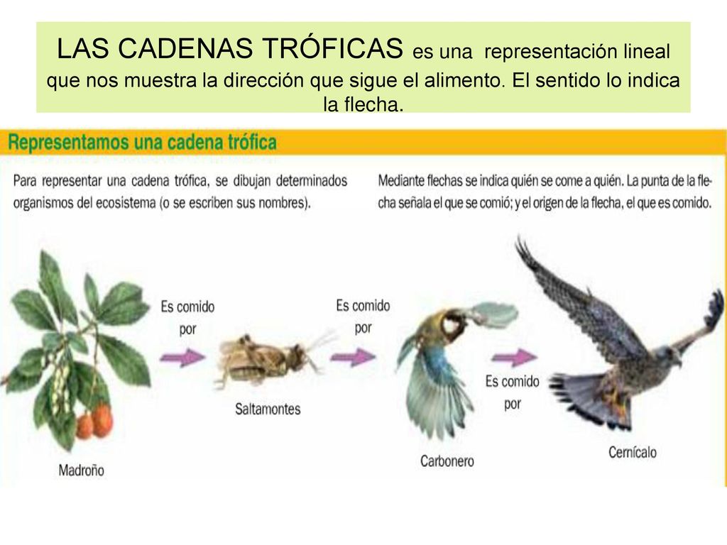 LAS CADENAS TRÓFICAS es una representación lineal que nos muestra la dirección que sigue el alimento.