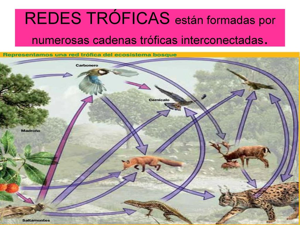 REDES TRÓFICAS están formadas por numerosas cadenas tróficas interconectadas.