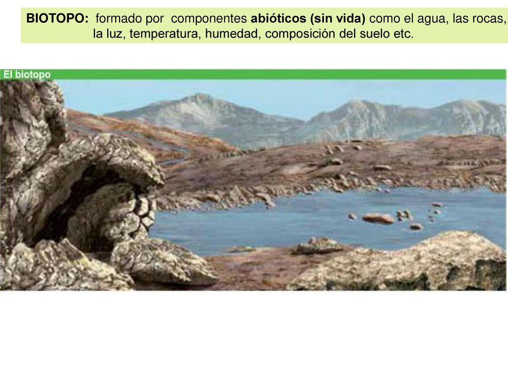 BIOTOPO: formado por componentes abióticos (sin vida) como el agua, las rocas,