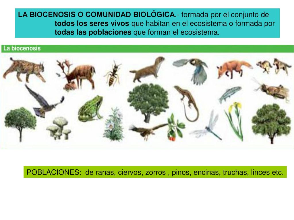 LA BIOCENOSIS O COMUNIDAD BIOLÓGICA.- formada por el conjunto de