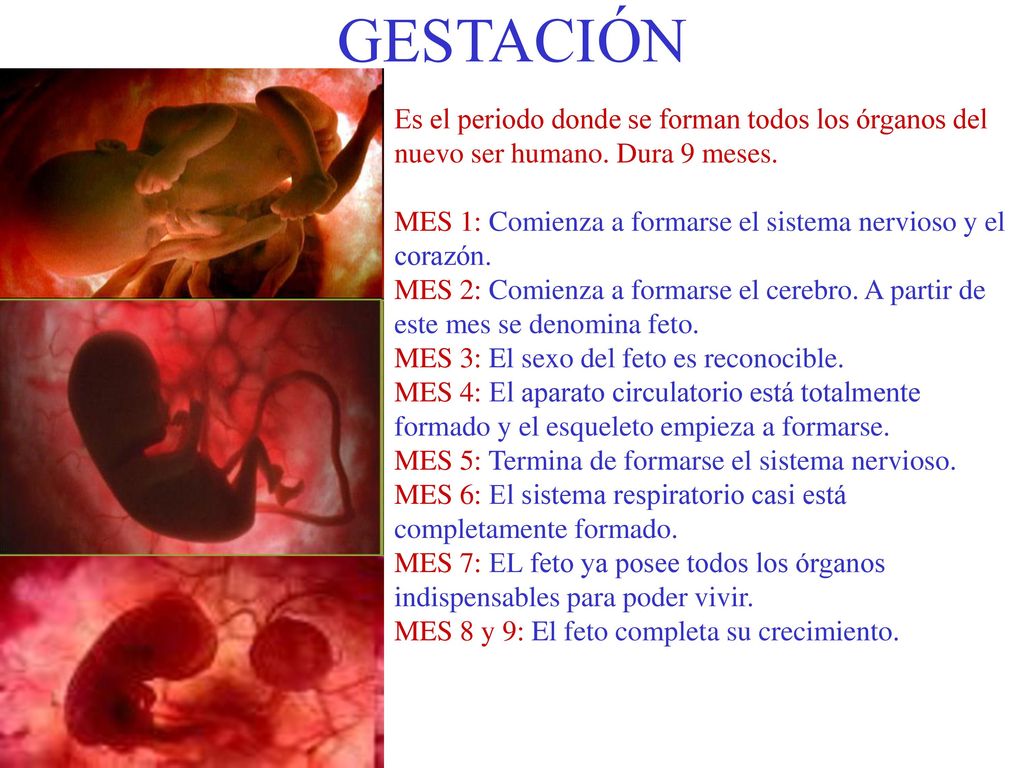 GESTACIÓN Es el periodo donde se forman todos los órganos del nuevo ser humano. Dura 9 meses.