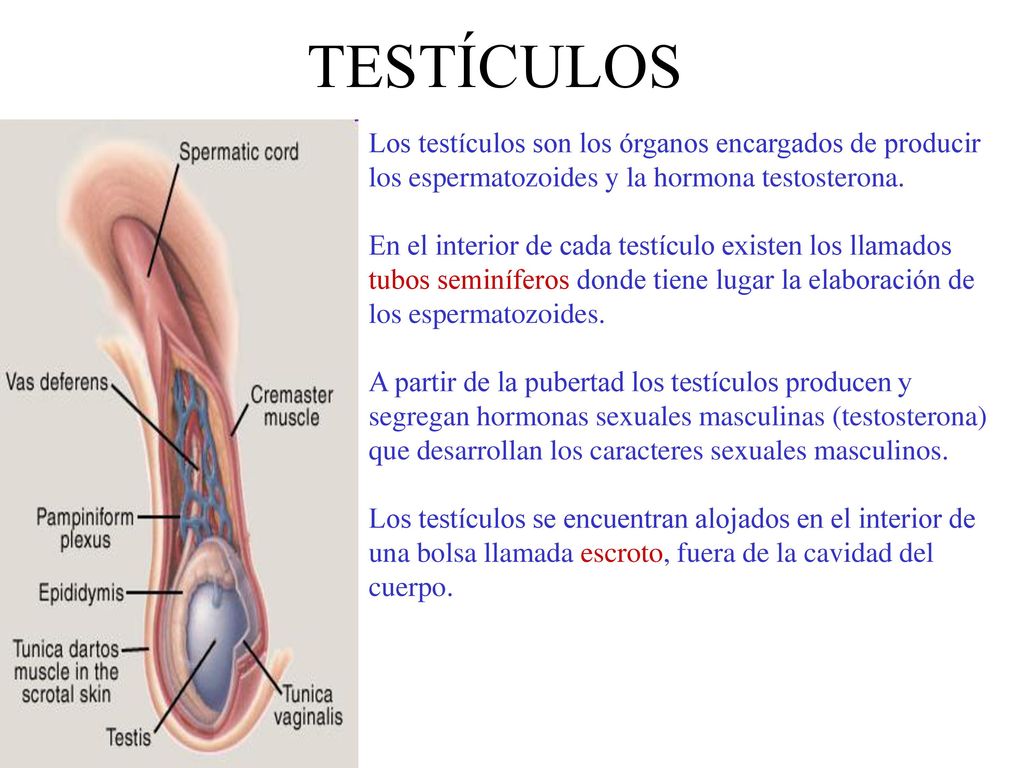 TESTÍCULOS Los testículos son los órganos encargados de producir los espermatozoides y la hormona testosterona.