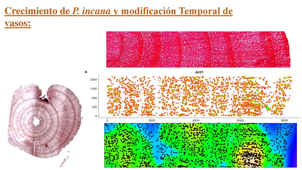 Crecimiento de P. incana y modificación Temporal de vasos: