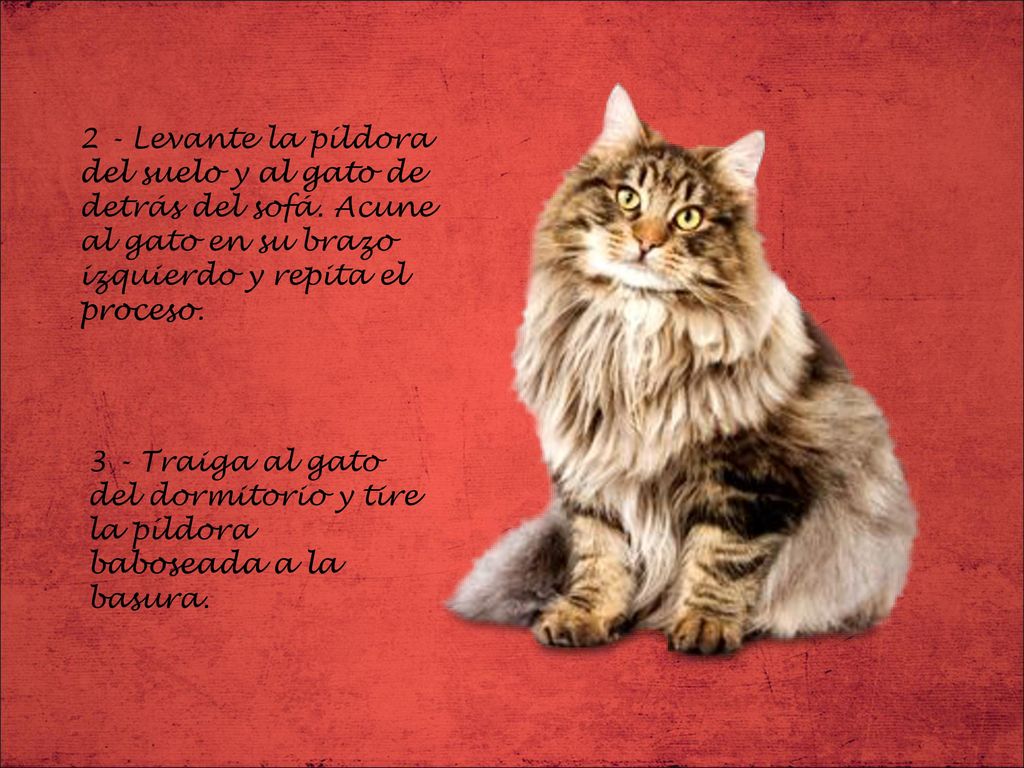2 - Levante la píldora del suelo y al gato de detrás del sofá