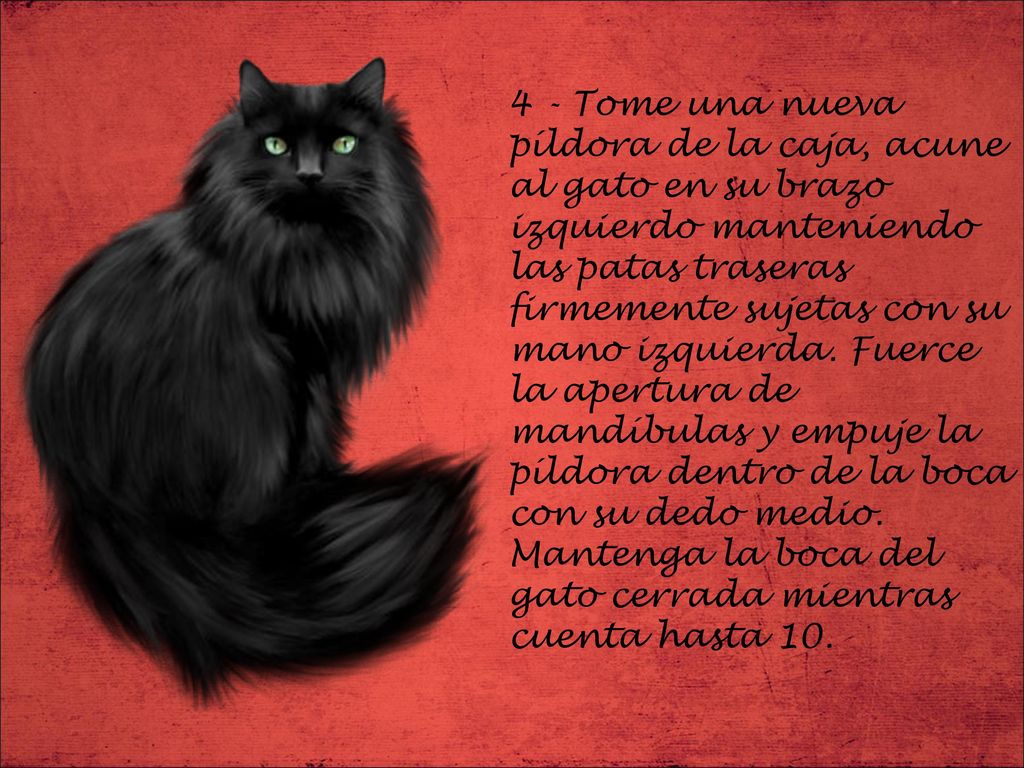 4 - Tome una nueva píldora de la caja, acune al gato en su brazo izquierdo manteniendo las patas traseras firmemente sujetas con su mano izquierda.