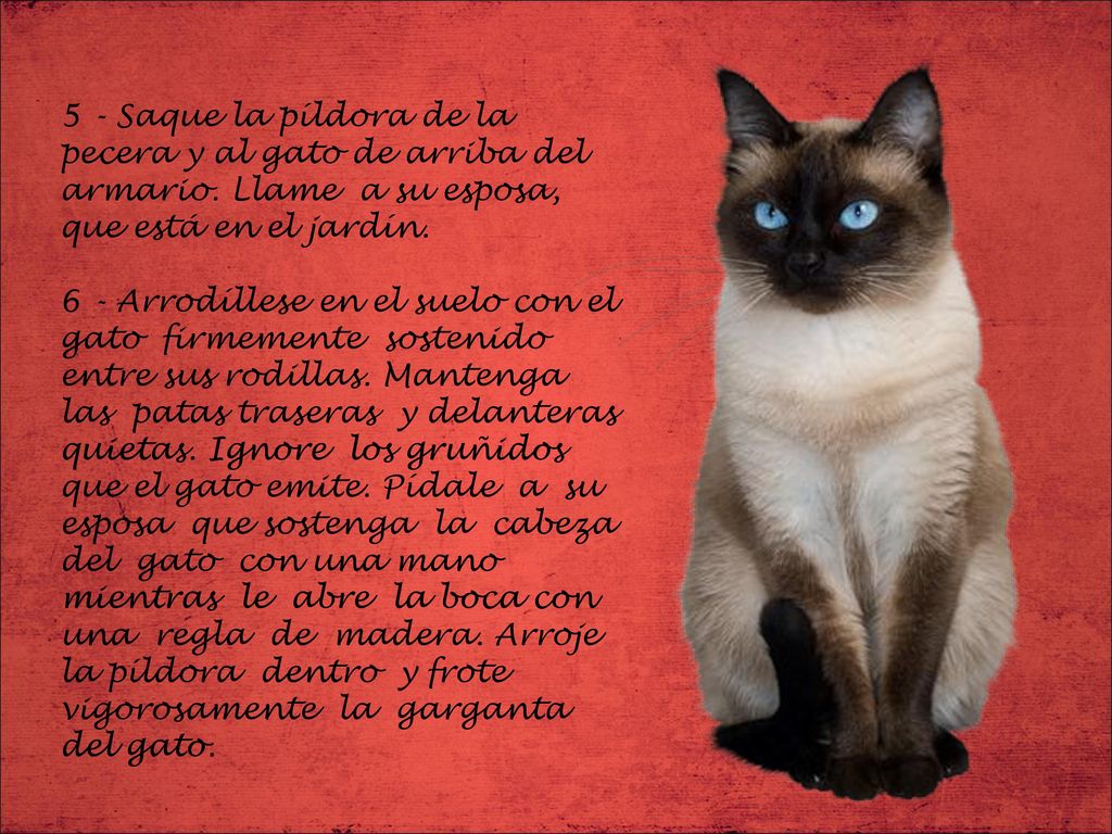 5 - Saque la píldora de la pecera y al gato de arriba del armario