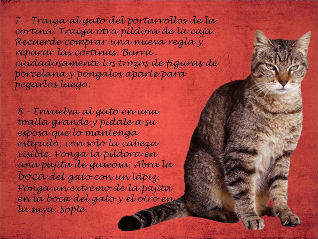 7 - Traiga al gato del portarrollos de la cortina