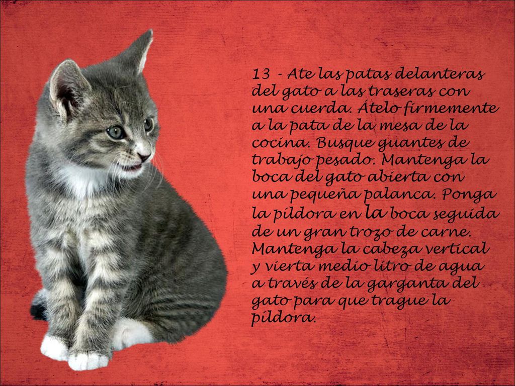 13 - Ate las patas delanteras del gato a las traseras con una cuerda