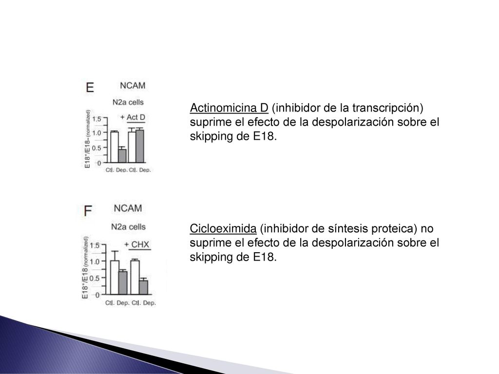 Actinomicina D (inhibidor de la transcripción) suprime el efecto de la despolarización sobre el skipping de E18.