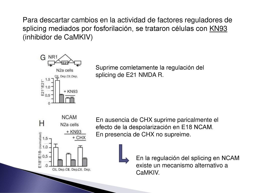 Para descartar cambios en la actividad de factores reguladores de splicing mediados por fosforilación, se trataron células con KN93 (inhibidor de CaMKIV)