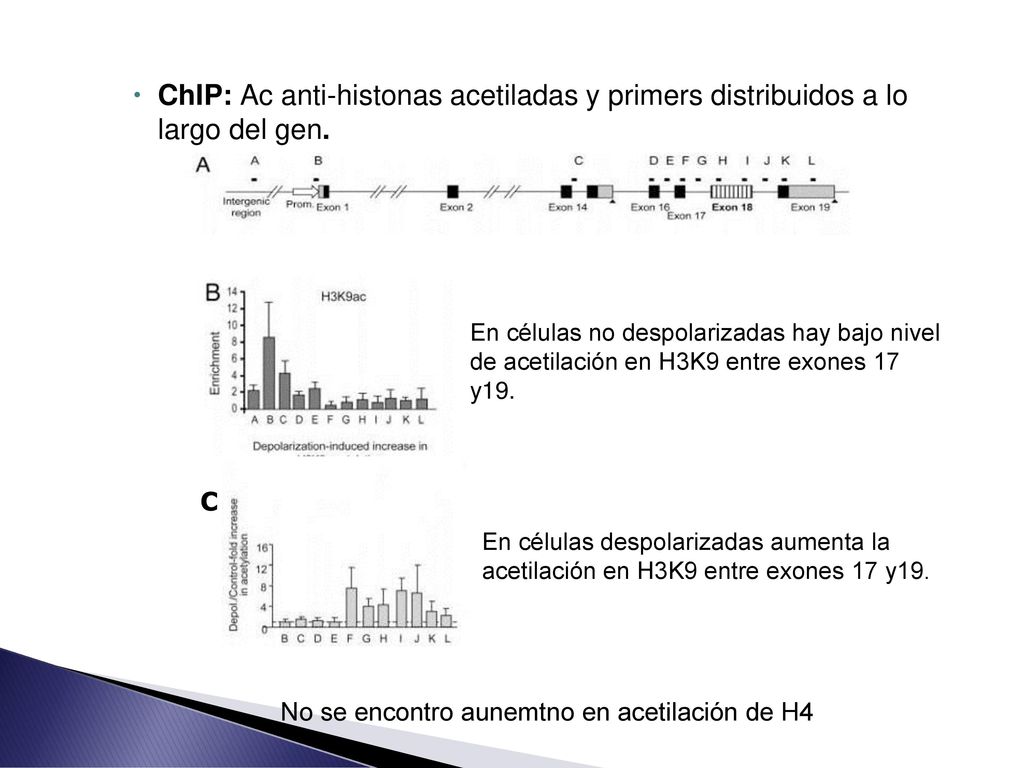 ChIP: Ac anti-histonas acetiladas y primers distribuidos a lo largo del gen.