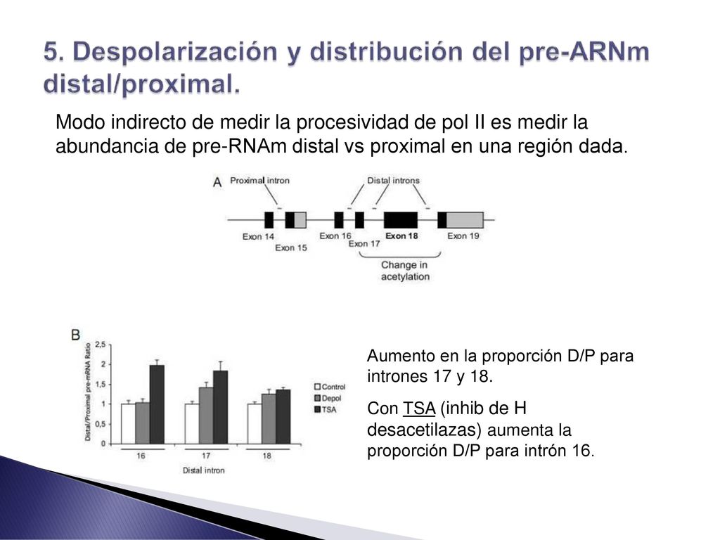 Modo indirecto de medir la procesividad de pol II es medir la abundancia de pre-RNAm distal vs proximal en una región dada.
