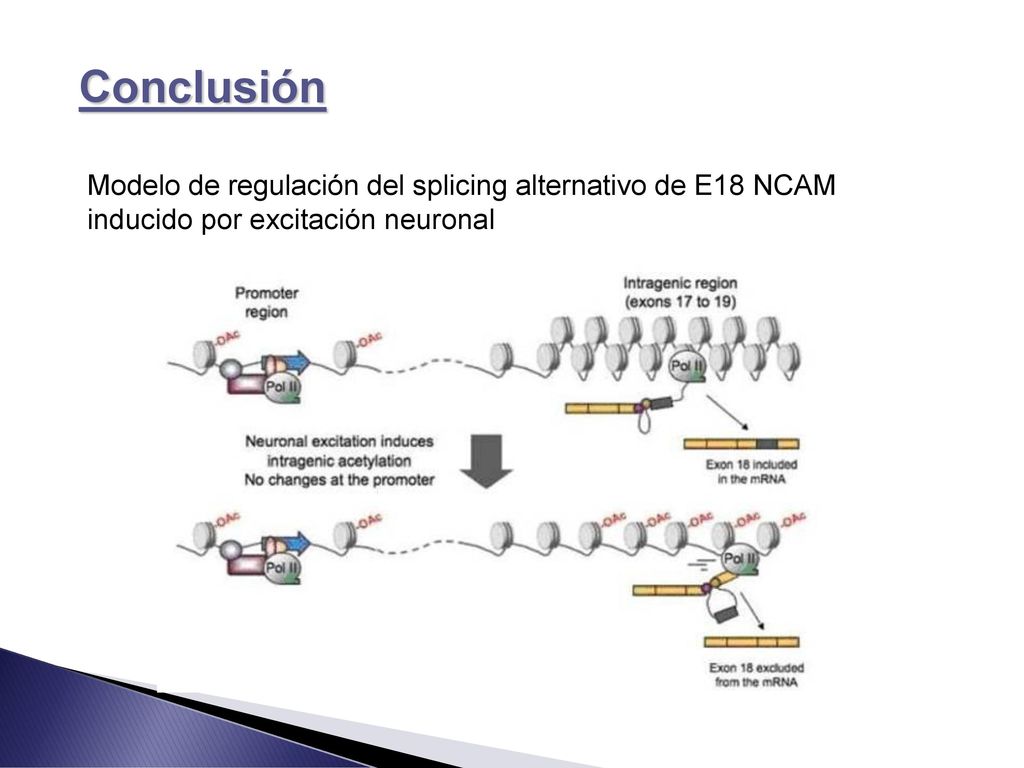 Conclusión Modelo de regulación del splicing alternativo de E18 NCAM inducido por excitación neuronal.