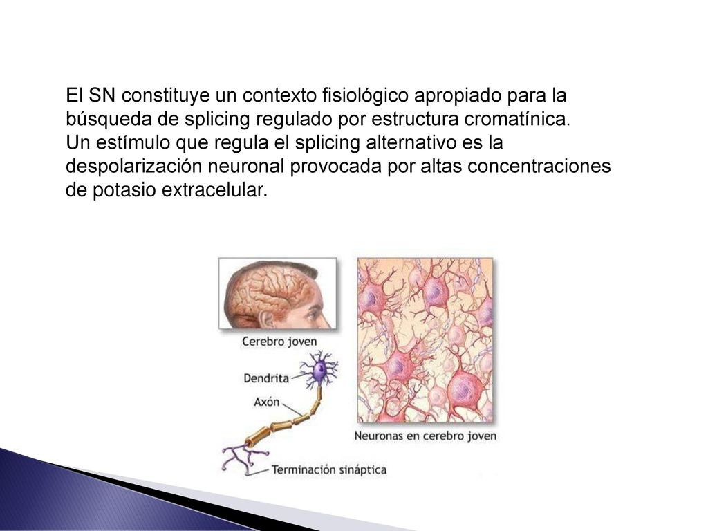 El SN constituye un contexto fisiológico apropiado para la búsqueda de splicing regulado por estructura cromatínica.