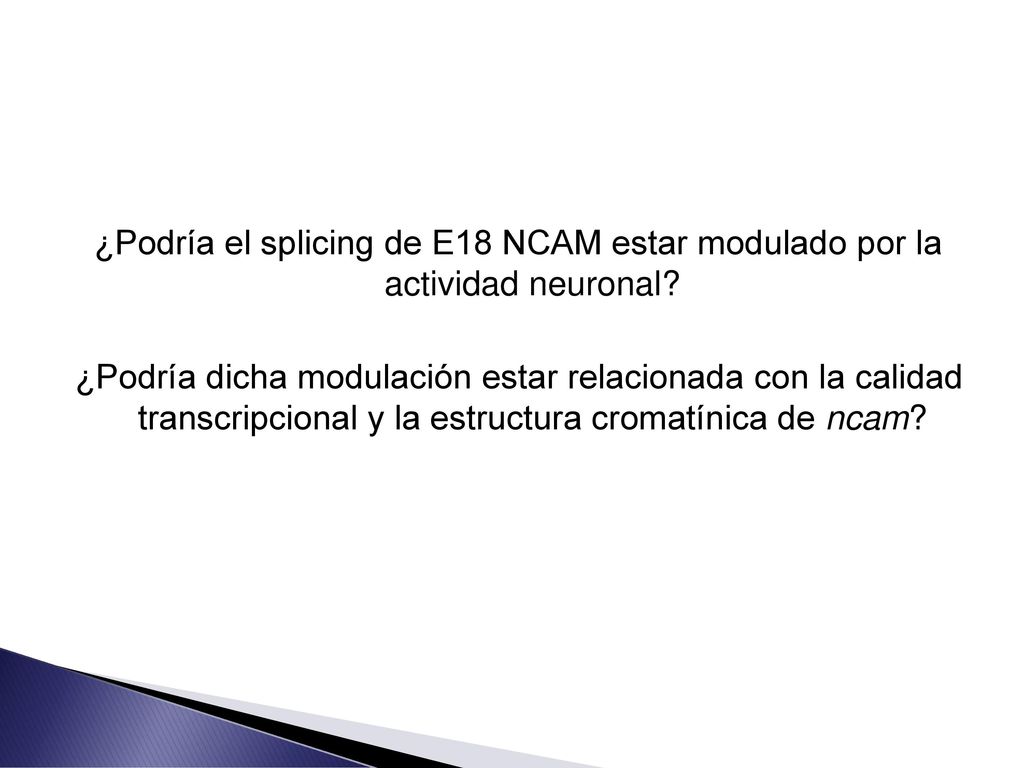 ¿Podría el splicing de E18 NCAM estar modulado por la actividad neuronal.