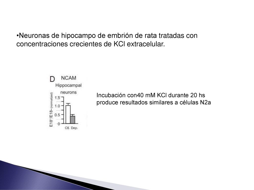 Neuronas de hipocampo de embrión de rata tratadas con concentraciones crecientes de KCl extracelular.