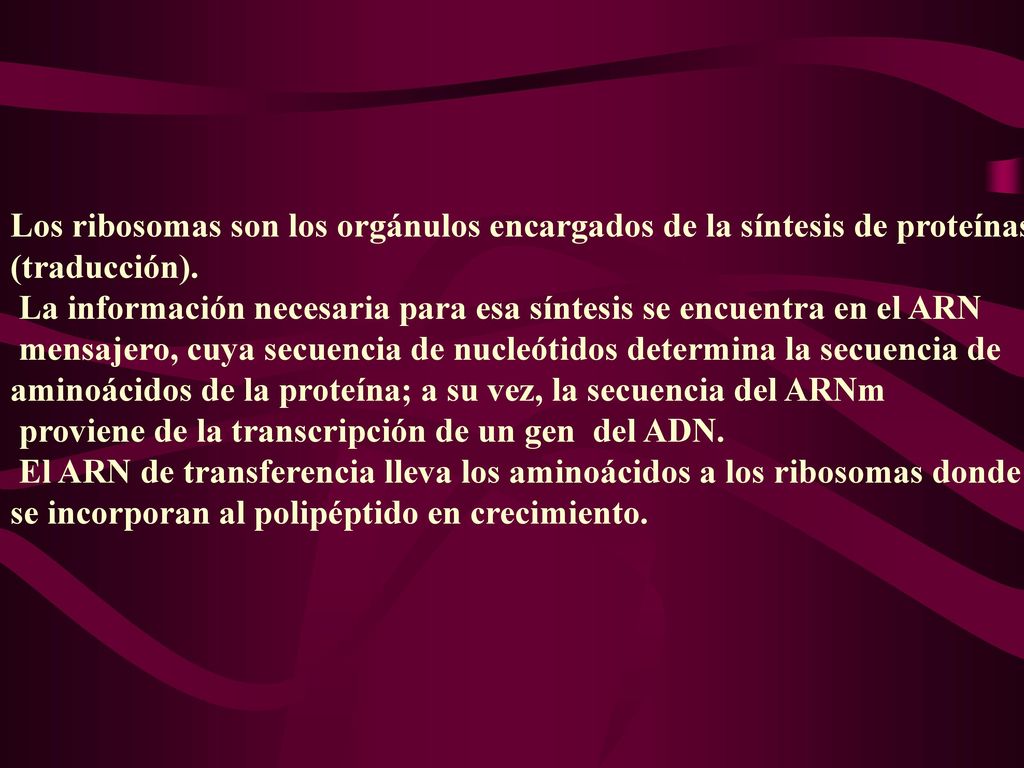 Los ribosomas son los orgánulos encargados de la síntesis de proteínas