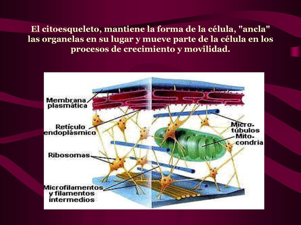 El citoesqueleto, mantiene la forma de la célula, ancla las organelas en su lugar y mueve parte de la célula en los procesos de crecimiento y movilidad.